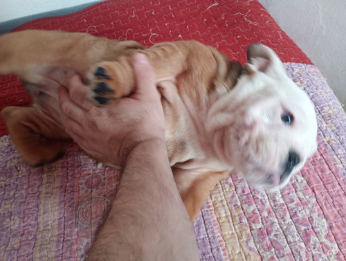 Vendo Cachorra Bulldog Ingles Con Kca Marrón Y Blanca