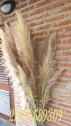 Pampa Grass / Cola De Zorro / Cortadera De Las Pampas