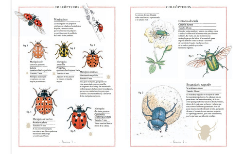 Inventario Ilustrado De Insectos. V. Aladjidi - Kalandraka