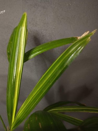 Rhapis Excelsa Variegada (planta De Colección)