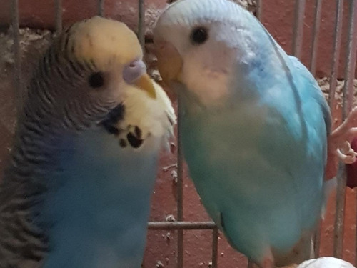 Pericos Australianos