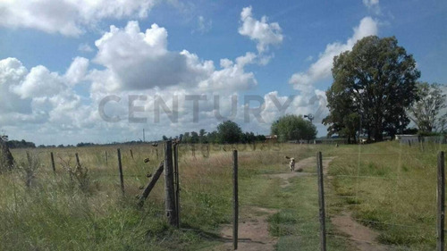 Imagen 11 de 15 de Venta Campo Mixto En Pergamino 27 Hectareas