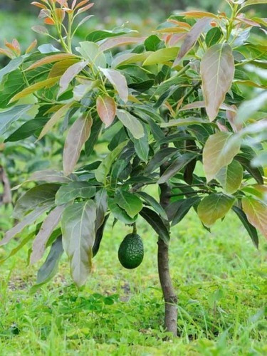 Aguacate Hass Enano Rapido Crecimiento 