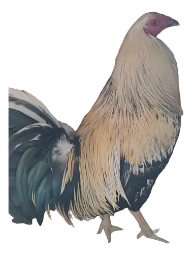 comprar Gallos De Pelea, Pollitos, Pollones, Grey Hatch