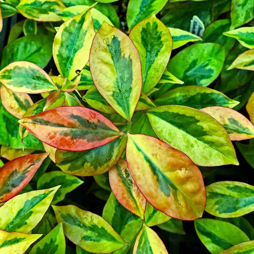 1 Pereskia Aculeata Vareigada Golden Importación Cactus