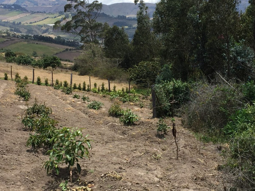 Imagen 6 de 12 de Vendo Terreno En Mira Carchi 4000 Metros