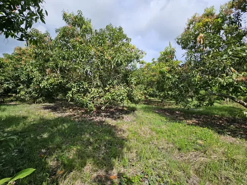 Oportunidad De Inversión Se Vende Finca En El Espinal,tolima