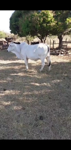 Imagem 4 de 5 de Vendo Vacas Nelore ,(aceito Trocas ) Caminhonete Ou Algo Do