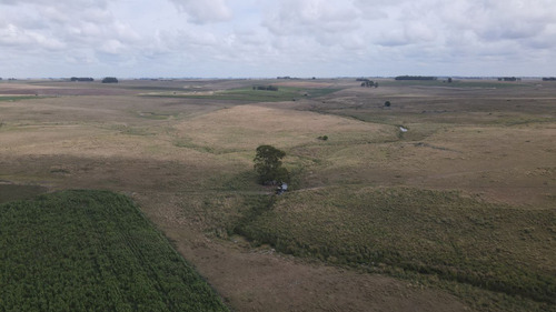 Campo En Venta De 150 Ha Agrícola Ganadero En Florida (ref: Atm-7901)