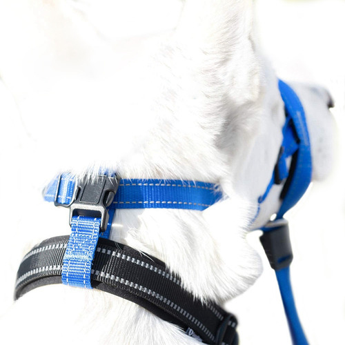 Focinhos De Boca De Cachorro, Coleira Antilatidos Para Cães,