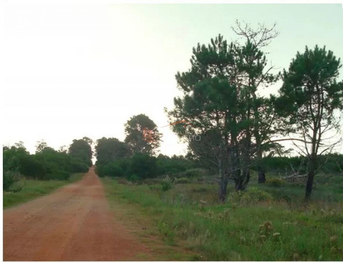 Imagen 12 de 26 de Terreno En Venta En Rocha, Zona De Punta Del Diablo, Bosque De La Viuda