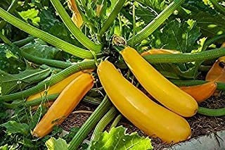 Golden Zucchini Summer Squash Seeds, 30 Semillas De Verduras