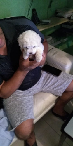 Poodle Micro Toy