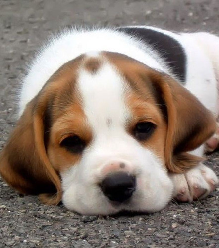 Cachorros Beagle Macho Pequeño Sabueso Ladriditoss