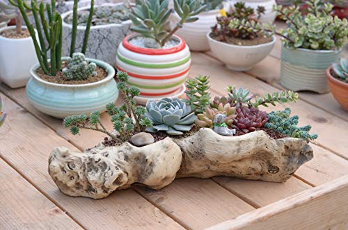 Maceta Artificial De Madera Flotante Para Suculentas, De Res