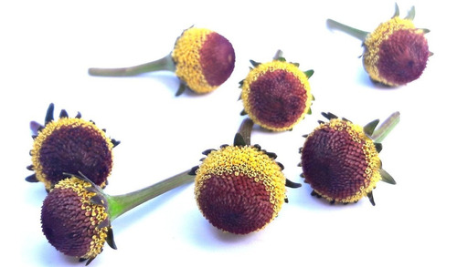 Imagem 1 de 10 de Jambu Spilanthes Oleracea Ervas Flor 30 Sementes Para Mudas