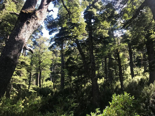 Campo Sector Huerquehue, Termas Rio Blanco