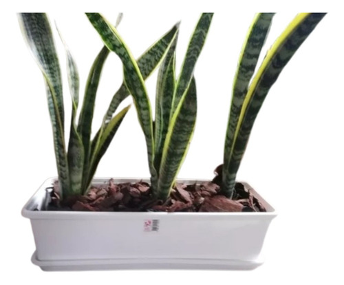 Plantas Sansevierias + Maceta Jardinera Plástica 