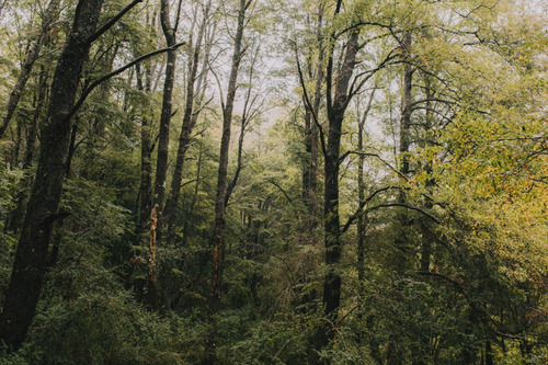 Parcela Única Con Bosque Nativo Naturaleza Y Tranquilidad