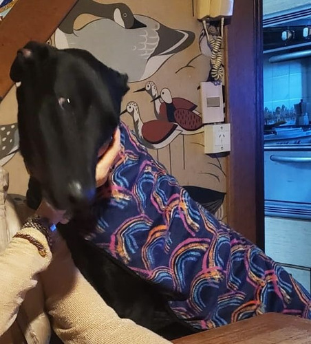 Galgo Cachorrón, Super Alto, Bello Y Esbelto, Adopción.