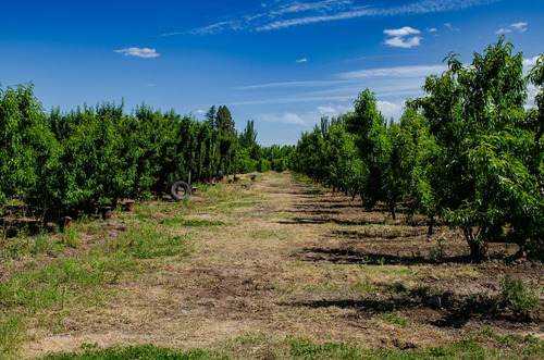 Finca En Venta En Tunuyán