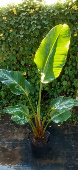 Strelitzia Gigante | MercadoLibre ?