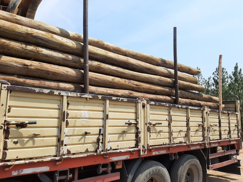 Imagen 3 de 5 de Eucalyptus Saligna Tratado Cca. Columnas Y Polines.