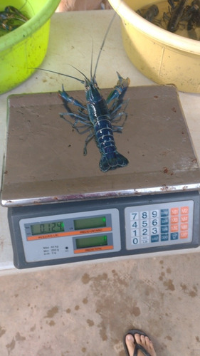 Imagen 5 de 10 de Langosta Australiana Redclaw Crayfish Congelada Chica 1kg