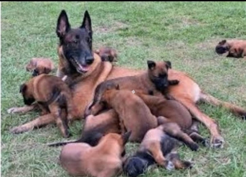Cachorrosvet Ovejero Belga Malinois. Envíos Marrón (Usado)