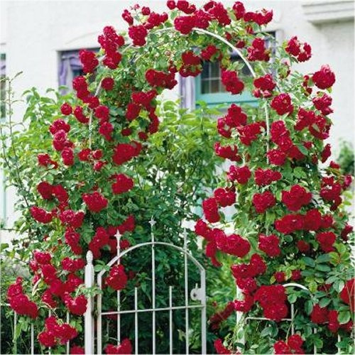 Rosa Trepadeira Dark Red - Sementes Flor Para Mudas