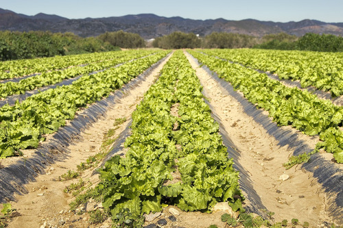 Sementes De Alface Americana Verão Laurel 2.000 Sementes
