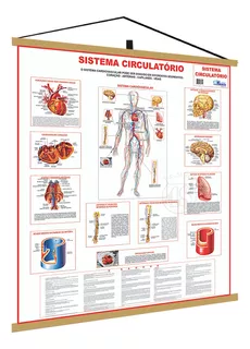 Mapa Sistema Circulatorio Corpo Humano Banner Medicina Poste