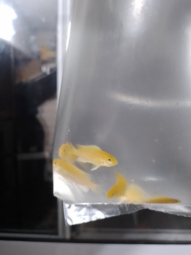 Peces Africanos Limón