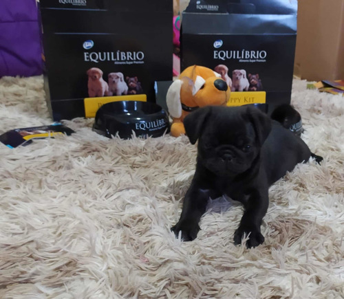 Imagen 2 de 7 de Hembritas Pug Carlino