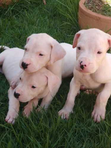 Dogo Argentino Padrao Cbkc