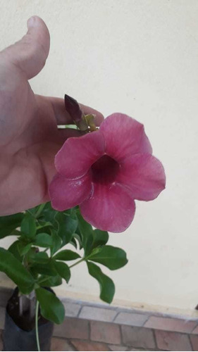 Alamanda Vinho Clonada 40 Cm Kit Com 3 Mudas | Parcelamento sem juros