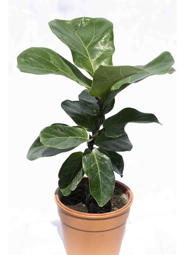 Ficus Pandurata H E R M O S A- Ent. Gratis Caba Y Gba