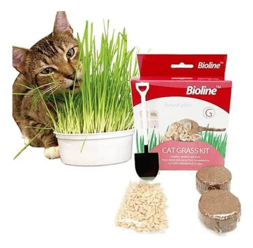 Hierba, Pasto Para Gatos, Kit De Siembra Completo.