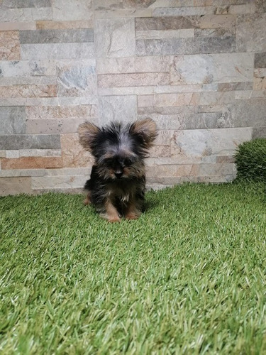 Hermosos Yorkshire Terrier Yorky York Yorkie Cara De Muñeca 