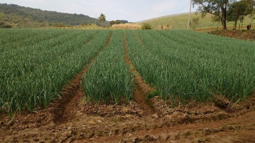 Alho Roxo Orgãnico Própio P/alimentação Plantio 2kg (bulbos)