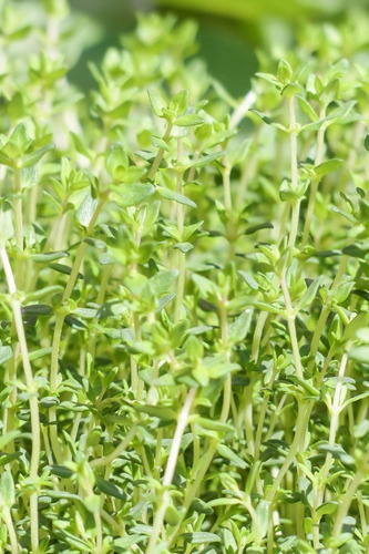 Tomilho, 100 Gr Erva Seca