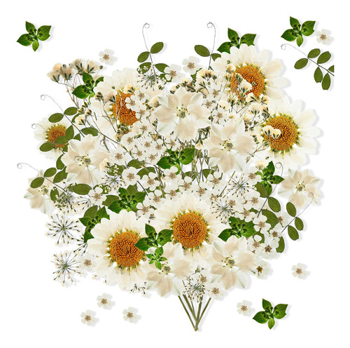 Nuanchu 81 Piezas De Flores Secas Blancas, Flores Prensadas