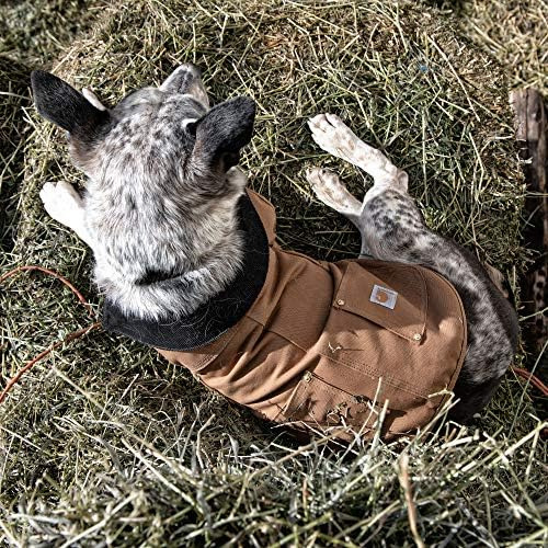 Carhartt Firm Duck Insulated Dog Chore Coat Marrón/latón