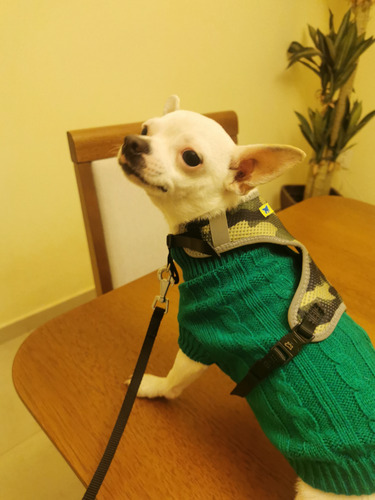 Imagen 2 de 4 de Chihuahua Quiere Ser Padre