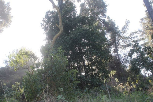Imagen 5 de 9 de Sitio En Venta En Zapallar