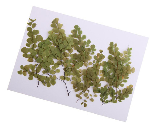 10pcs Adiantum De Flores Secas Prensadas Para Arte