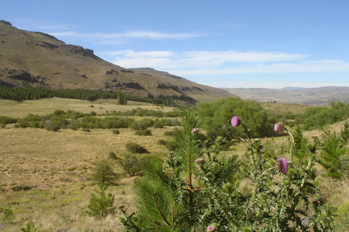 Imagen 14 de 30 de Campo En Venta Zona Alumine, Neuquén