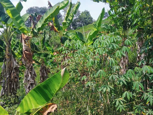 Finca Multipropósito En Minasal Yacopi Cundinamarca