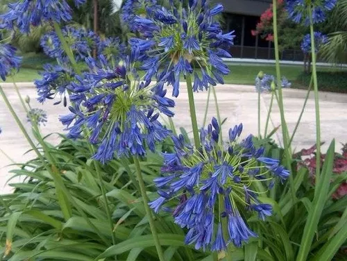 40 Sementes De Agapanto Lirio Africano Agapanthus Africanus