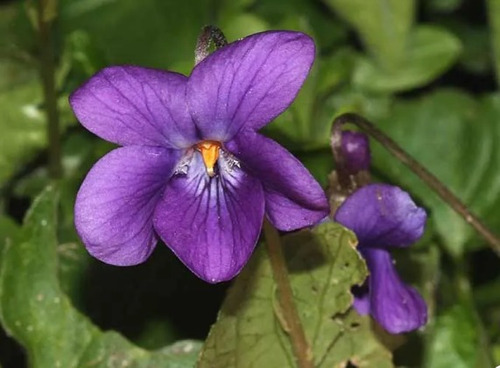 Semillas De Violetas Viola Odorata - Sobres De 20 - Envíos | MercadoLibre